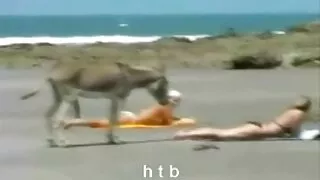 Охин анх удаа ажил дээрээ илжиг өгсөн